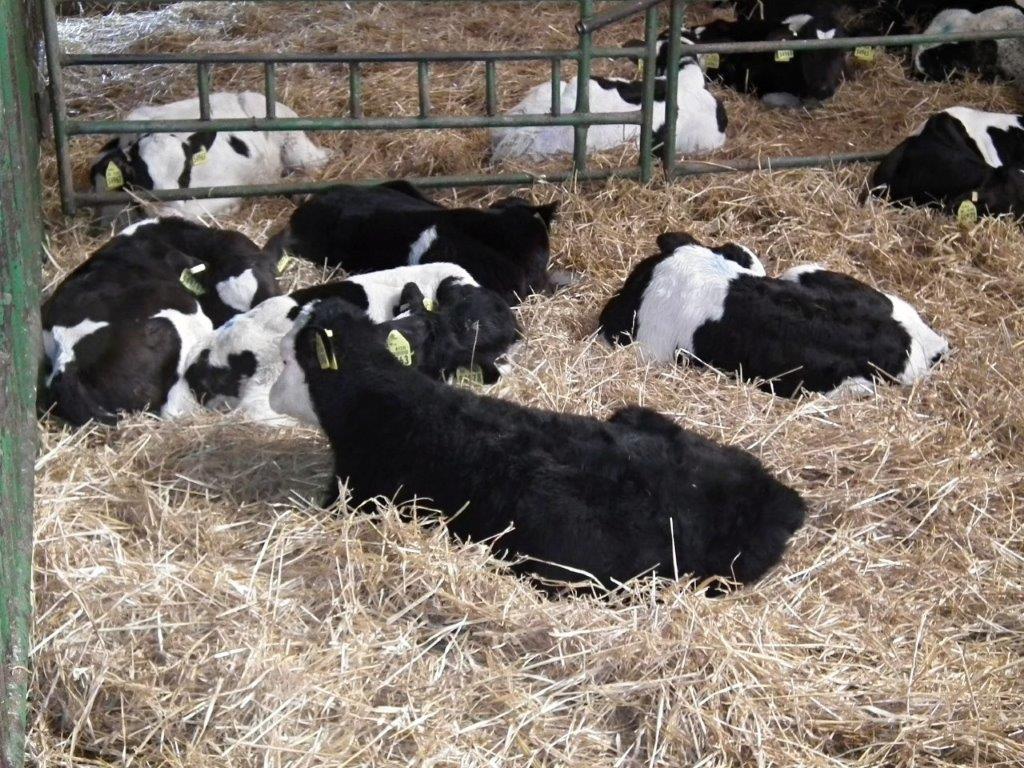 Dojnice na farme PD Magura Zborov